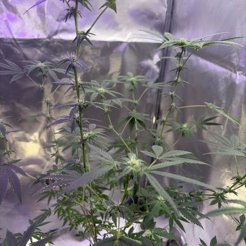 Sundea Driver  #1 growlog photo:  Tomorrow, I will be feeding it the fifth week of bloom. 