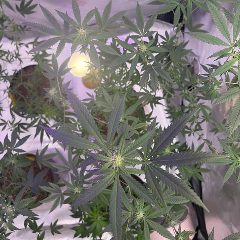 Sundea Driver  #1 growlog photo:  Tomorrow, I will be feeding it the fifth week of bloom. 