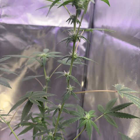 Sundea Driver  #1 growlog photo:  Tomorrow, I will be feeding it the fifth week of bloom. 