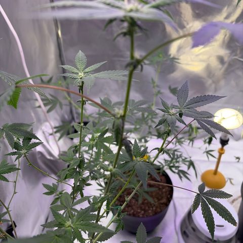 Sundea Driver  #1 growlog photo:  Today I am feeding it the new nutrients.I am in the fourth week of Bloom. pH 6.6- PPM 106. water temperature 73.7. I am using two spider farmer SF 100 and 3 miracle Grow lightbulbs. And one cheap grow light that came with the tent.