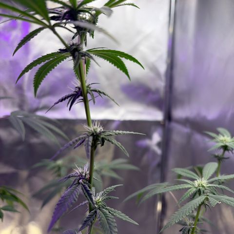 Sundea Driver  #1 growlog photo:  Today I am feeding it the new nutrients.I am in the fourth week of Bloom. pH 6.6- PPM 106. water temperature 73.7. I am using two spider farmer SF 100 and 3 miracle Grow lightbulbs. And one cheap grow light that came with the tent.