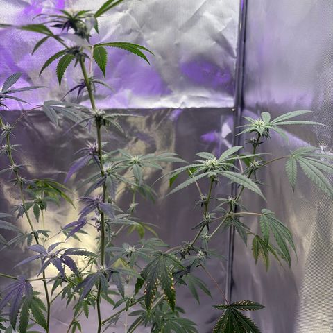 Sundea Driver  #1 growlog photo:  Today I am feeding it the new nutrients.I am in the fourth week of Bloom. pH 6.6- PPM 106. water temperature 73.7. I am using two spider farmer SF 100 and 3 miracle Grow lightbulbs. And one cheap grow light that came with the tent.