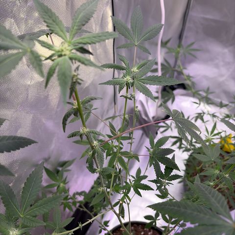 Sundea Driver  #1 growlog photo:  Today I am feeding it the new nutrients.I am in the fourth week of Bloom. pH 6.6- PPM 106. water temperature 73.7. I am using two spider farmer SF 100 and 3 miracle Grow lightbulbs. And one cheap grow light that came with the tent.