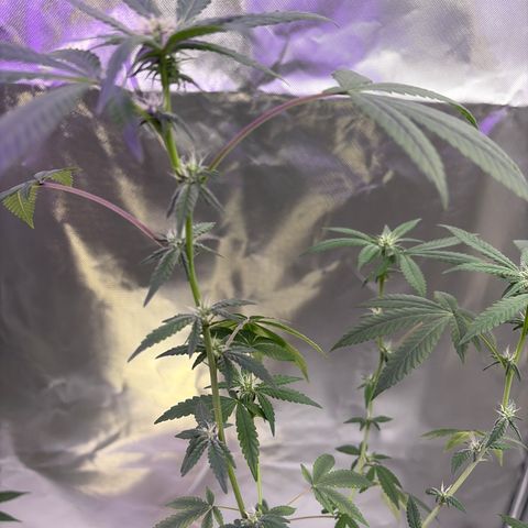 Sundea Driver  #1 growlog photo:  Today I am feeding it the new nutrients.I am in the fourth week of Bloom. pH 6.6- PPM 106. water temperature 73.7. I am using two spider farmer SF 100 and 3 miracle Grow lightbulbs. And one cheap grow light that came with the tent.