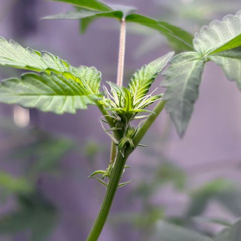 Sundea Driver  #1 growlog photo:  I fed them last night. I just wanted to login some photos for today. 