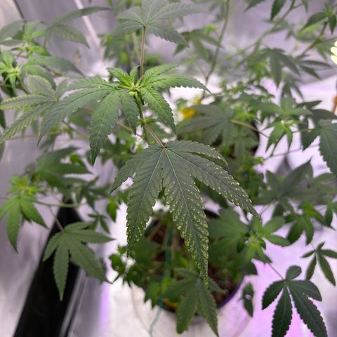 Sundea Driver  #1 growlog photo:  I fed them last night. I just wanted to login some photos for today. 