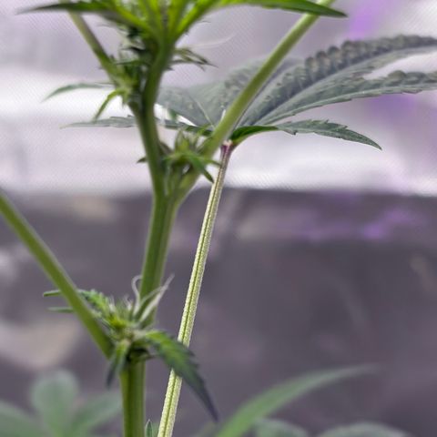 Sundea Driver  #1 growlog photo:  I fed them last night. I just wanted to login some photos for today. 