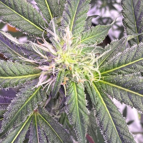 Sundea Driver  #1 growlog photo:  Today will be starting the sixth week of bloom. As you can see, I am just feeding it real growers, green dots, and stash blend. pH levels are perfect. PPM levels are perfect.