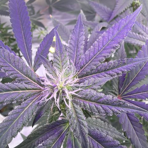 Sundea Driver  #1 growlog photo:  Today will be starting the sixth week of bloom. As you can see, I am just feeding it real growers, green dots, and stash blend. pH levels are perfect. PPM levels are perfect.