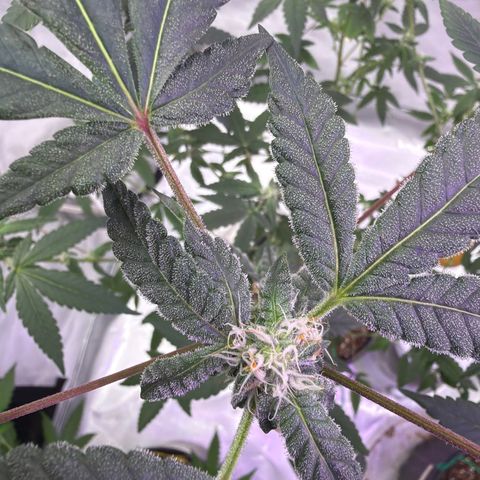 Sundea Driver  #1 growlog photo:  Today will be starting the sixth week of bloom. As you can see, I am just feeding it real growers, green dots, and stash blend. pH levels are perfect. PPM levels are perfect.