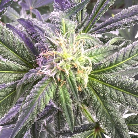 Sundea Driver  #1 growlog photo:  Today will be starting the sixth week of bloom. As you can see, I am just feeding it real growers, green dots, and stash blend. pH levels are perfect. PPM levels are perfect.