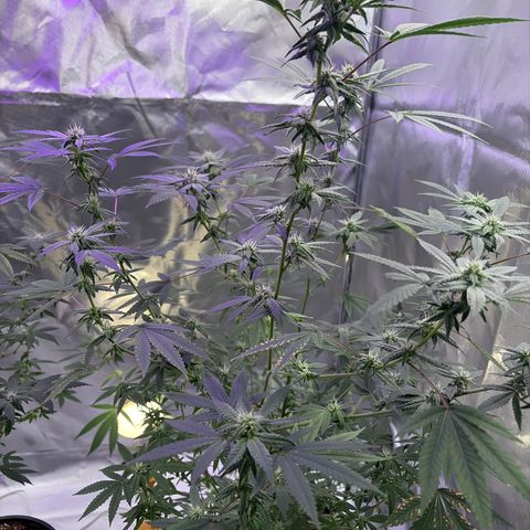 Sundea Driver  #1 growlog photo:  Today will be starting the sixth week of bloom. As you can see, I am just feeding it real growers, green dots, and stash blend. pH levels are perfect. PPM levels are perfect.