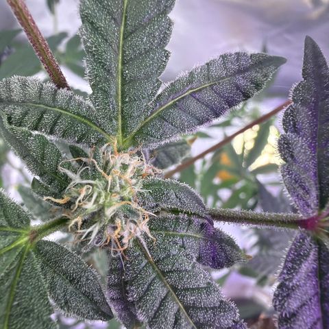 Sundea Driver  #1 growlog photo:  Today will be starting the sixth week of bloom. As you can see, I am just feeding it real growers, green dots, and stash blend. pH levels are perfect. PPM levels are perfect.