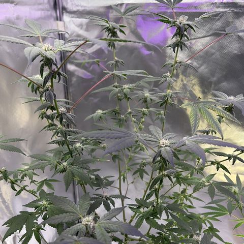 Sundea Driver  #1 growlog photo:  Today will be starting the sixth week of bloom. As you can see, I am just feeding it real growers, green dots, and stash blend. pH levels are perfect. PPM levels are perfect.