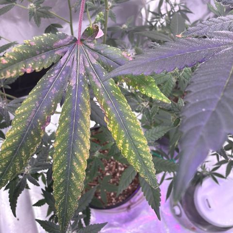 Sundea Driver  #1 growlog timeline photo