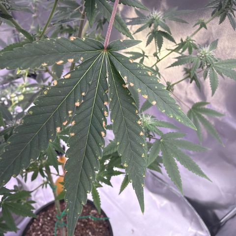 Sundea Driver  #1 growlog timeline photo