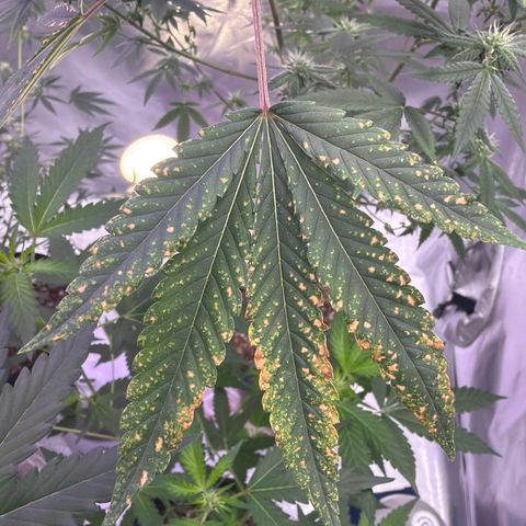 Sundea Driver  #1 growlog timeline photo