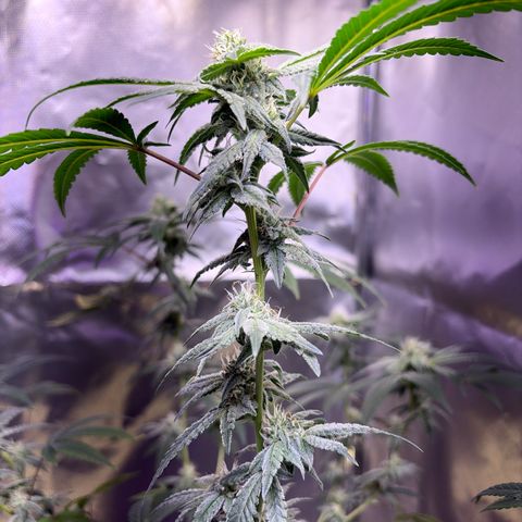 Sundea Driver  #1 growlog photo:  Today was its eighth week of bloom. My harvest date is set for the 24th of this month of August. pH level 6.3. All I used was stash blend I am growing with miracle grow potty mix and fox Farm Ocean Forest temperature inside of tent is 80°F
