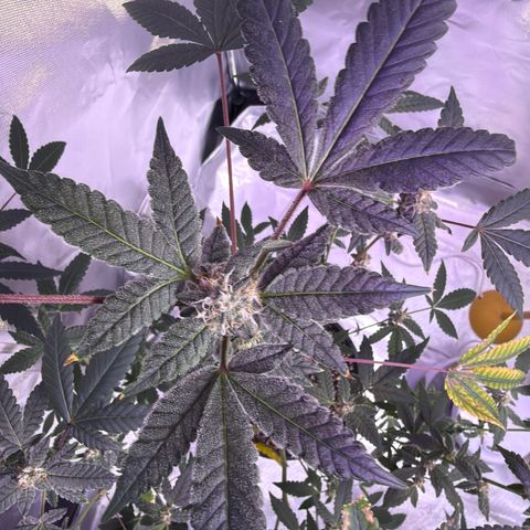 Sundea Driver  #1 growlog photo:  Today was its eighth week of bloom. My harvest date is set for the 24th of this month of August. pH level 6.3. All I used was stash blend I am growing with miracle grow potty mix and fox Farm Ocean Forest temperature inside of tent is 80°F