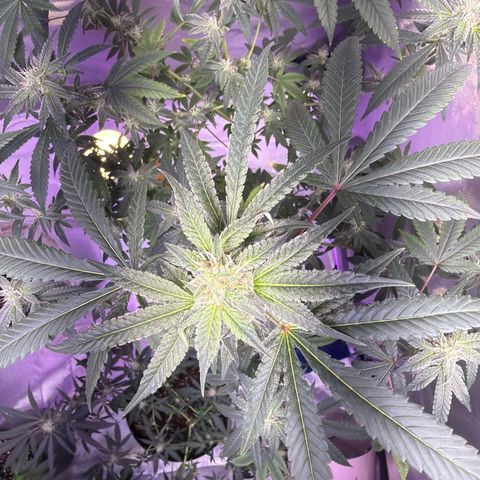Sundea Driver  #1 growlog photo:  Today was its eighth week of bloom. My harvest date is set for the 24th of this month of August. pH level 6.3. All I used was stash blend I am growing with miracle grow potty mix and fox Farm Ocean Forest temperature inside of tent is 80°F