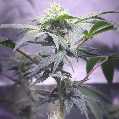 Sundea Driver  #1 growlog photo:  Just taking some pictures already in the eighth week two more weeks left. Temperature is 81°F.