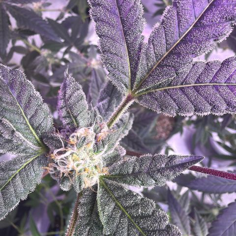 Sundea Driver  #1 growlog photo:  Just taking some pictures already in the eighth week two more weeks left. Temperature is 81°F.