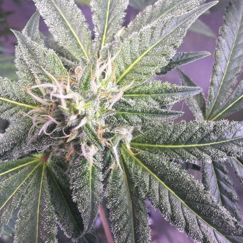 Sundea Driver  #1 growlog photo:  Just taking some pictures already in the eighth week two more weeks left. Temperature is 81°F.