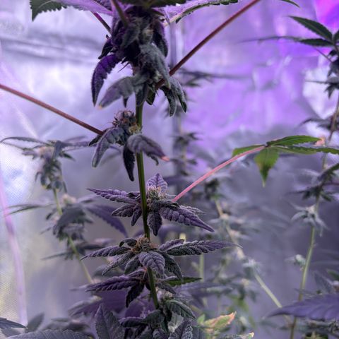 Sundea Driver  #1 growlog photo:  Just taking some pictures already in the eighth week two more weeks left. Temperature is 81°F.
