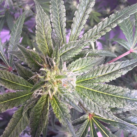 Sundea Driver  #1 growlog photo:  Just taking some pictures already in the eighth week two more weeks left. Temperature is 81°F.