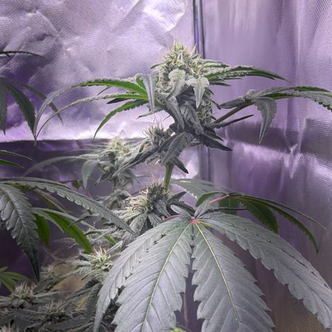 Sundea Driver  #1 growlog photo:  Just taking some pictures already in the eighth week two more weeks left. Temperature is 81°F.