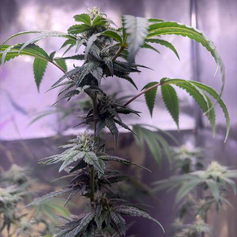Sundea Driver  #1 growlog photo:  We have till 24 August and then I will start the cutting process.