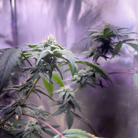 Sundea Driver  #1 growlog photo:  We have till 24 August and then I will start the cutting process.