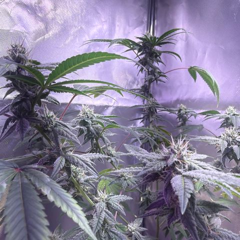 Sundea Driver  #1 growlog photo:  We have till 24 August and then I will start the cutting process.