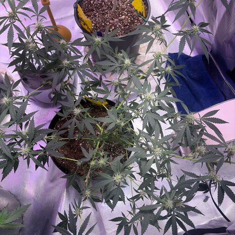 Sundea Driver  #1 growlog photo:  Havelina Hayes third week of Bloom. Just been using one apply of real growers green dot and stash blend for every feeding. pH 6.3 temperature in the tent 82.7°F.