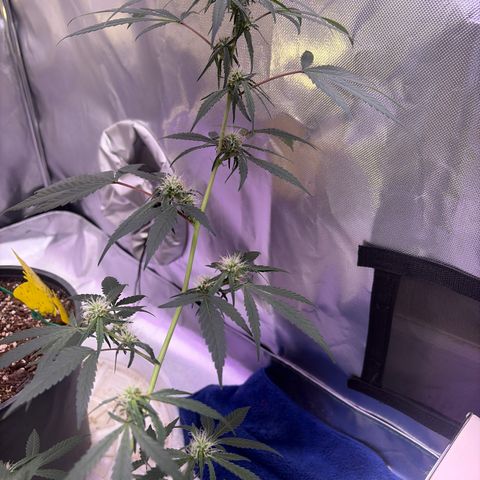 Sundea Driver  #1 growlog photo:  Havelina Hayes third week of Bloom. Just been using one apply of real growers green dot and stash blend for every feeding. pH 6.3 temperature in the tent 82.7°F.