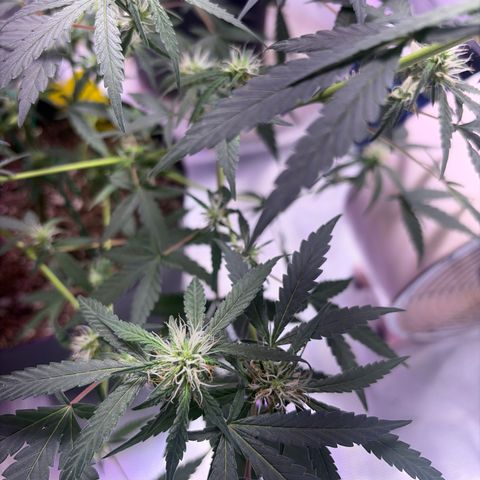 Sundea Driver  #1 growlog photo:  Havelina Hayes third week of Bloom. Just been using one apply of real growers green dot and stash blend for every feeding. pH 6.3 temperature in the tent 82.7°F.
