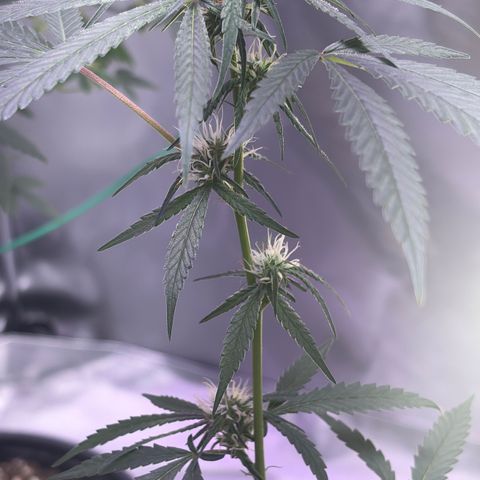 Sundea Driver  #1 growlog photo:  Havelina Hayes third week of Bloom. Just been using one apply of real growers green dot and stash blend for every feeding. pH 6.3 temperature in the tent 82.7°F.