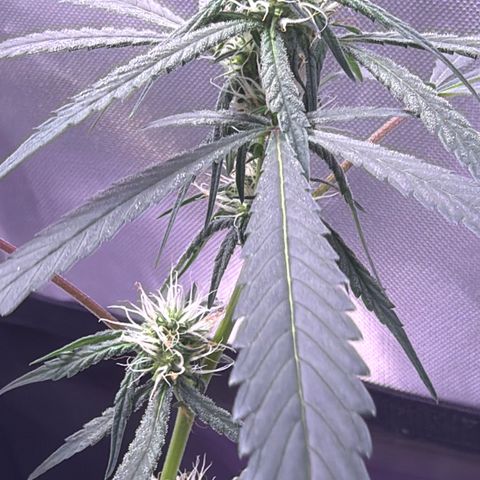 Sundea Driver  #1 growlog photo:  Havelina Hayes third week of Bloom. Just been using one apply of real growers green dot and stash blend for every feeding. pH 6.3 temperature in the tent 82.7°F.