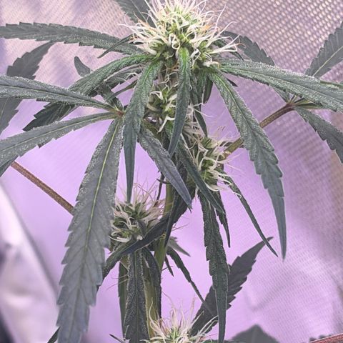 Sundea Driver  #1 growlog photo:  Havelina Hayes third week of Bloom. Just been using one apply of real growers green dot and stash blend for every feeding. pH 6.3 temperature in the tent 82.7°F.
