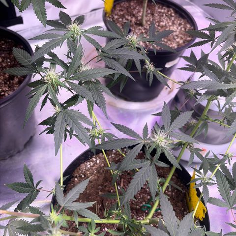 Sundea Driver  #1 growlog photo:  Havelina Hayes third week of Bloom. Just been using one apply of real growers green dot and stash blend for every feeding. pH 6.3 temperature in the tent 82.7°F.