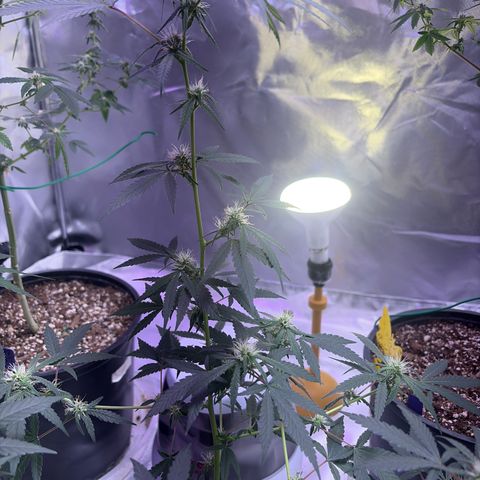 Sundea Driver  #1 growlog photo:  Havelina Hayes third week of Bloom. Just been using one apply of real growers green dot and stash blend for every feeding. pH 6.3 temperature in the tent 82.7°F.