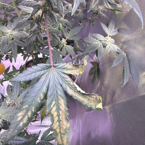 Sundea Driver  #1 growlog timeline photo