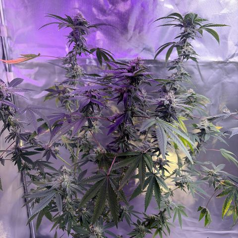 Sundea Driver  #1 growlog photo:  Temperature 82°F getting ready to give it. It’s sixth week of bloom nutrients of general hydroponics. I will be giving it 2.7 mL of floral micro. 4.0 mL of floral grow. 5.3 mL of flora bloom. 1.8 mL of cal mag and 1.0 mL of liquid cool bloom. And 1 teaspoon of stash blend. and I will be getting my water temperature down to a good 70°F.