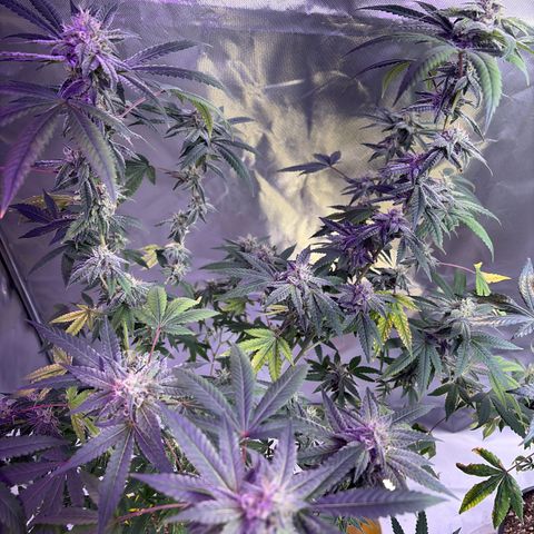 Sundea Driver  #1 growlog photo:  Temperature 82°F getting ready to give it. It’s sixth week of bloom nutrients of general hydroponics. I will be giving it 2.7 mL of floral micro. 4.0 mL of floral grow. 5.3 mL of flora bloom. 1.8 mL of cal mag and 1.0 mL of liquid cool bloom. And 1 teaspoon of stash blend. and I will be getting my water temperature down to a good 70°F.