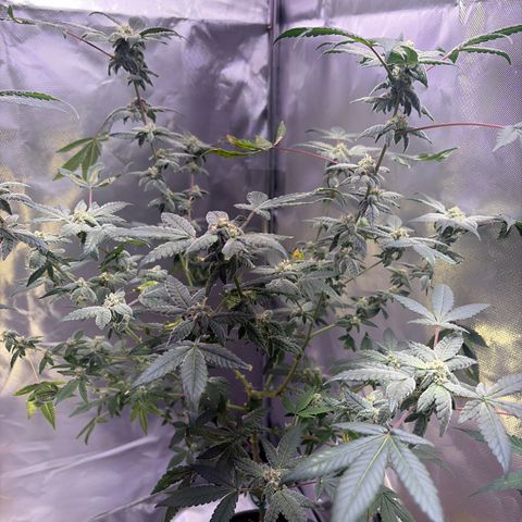 Sundea Driver  #1 growlog photo:  Temperature 82°F getting ready to give it. It’s sixth week of bloom nutrients of general hydroponics. I will be giving it 2.7 mL of floral micro. 4.0 mL of floral grow. 5.3 mL of flora bloom. 1.8 mL of cal mag and 1.0 mL of liquid cool bloom. And 1 teaspoon of stash blend. and I will be getting my water temperature down to a good 70°F.