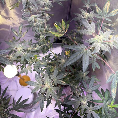 Sundea Driver  #1 growlog photo:  Temperature 82°F getting ready to give it. It’s sixth week of bloom nutrients of general hydroponics. I will be giving it 2.7 mL of floral micro. 4.0 mL of floral grow. 5.3 mL of flora bloom. 1.8 mL of cal mag and 1.0 mL of liquid cool bloom. And 1 teaspoon of stash blend. and I will be getting my water temperature down to a good 70°F.