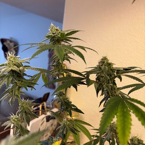 Sundea Driver  #1 growlog photo:  Today is the beginning of the seventh week of flower. I gave it 1 1/2 teaspoon of micro one three-quarter teaspoons of flour grow 1.25 teaspoons of flour bloom 1 mL of Calimag 2 mL of cool bloom and 1 teaspoon of stash blend. PPM 1000. PH 6.69. And the temperature 77.9°F for the water temperature. Inside temp temperature 82°F. Growing in Fox farm soil ocean forest mixed with miracle grow potty mix.