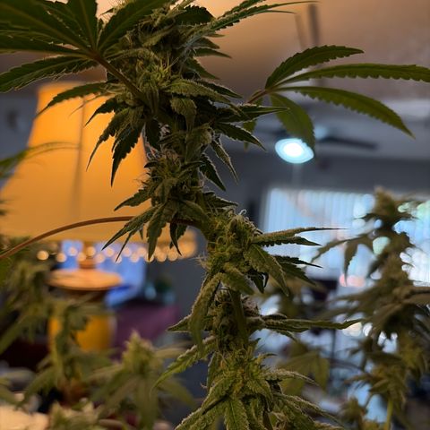 Sundea Driver  #1 growlog photo:  Today is the beginning of the seventh week of flower. I gave it 1 1/2 teaspoon of micro one three-quarter teaspoons of flour grow 1.25 teaspoons of flour bloom 1 mL of Calimag 2 mL of cool bloom and 1 teaspoon of stash blend. PPM 1000. PH 6.69. And the temperature 77.9°F for the water temperature. Inside temp temperature 82°F. Growing in Fox farm soil ocean forest mixed with miracle grow potty mix.