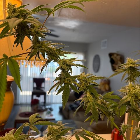 Sundea Driver  #1 growlog photo:  Today is the beginning of the seventh week of flower. I gave it 1 1/2 teaspoon of micro one three-quarter teaspoons of flour grow 1.25 teaspoons of flour bloom 1 mL of Calimag 2 mL of cool bloom and 1 teaspoon of stash blend. PPM 1000. PH 6.69. And the temperature 77.9°F for the water temperature. Inside temp temperature 82°F. Growing in Fox farm soil ocean forest mixed with miracle grow potty mix.