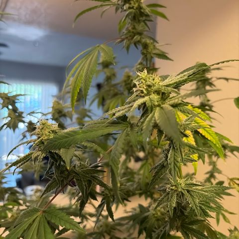 Sundea Driver  #1 growlog photo:  Today is the beginning of the seventh week of flower. I gave it 1 1/2 teaspoon of micro one three-quarter teaspoons of flour grow 1.25 teaspoons of flour bloom 1 mL of Calimag 2 mL of cool bloom and 1 teaspoon of stash blend. PPM 1000. PH 6.69. And the temperature 77.9°F for the water temperature. Inside temp temperature 82°F. Growing in Fox farm soil ocean forest mixed with miracle grow potty mix.